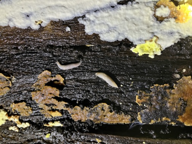 Toma de Muestras de Minerales Secundarios en el Parque Minero de Almadén