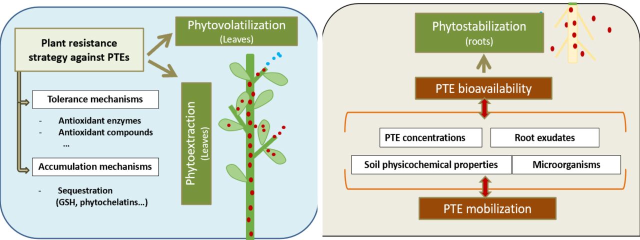 Recuperación de Tierras Mineras Abandona